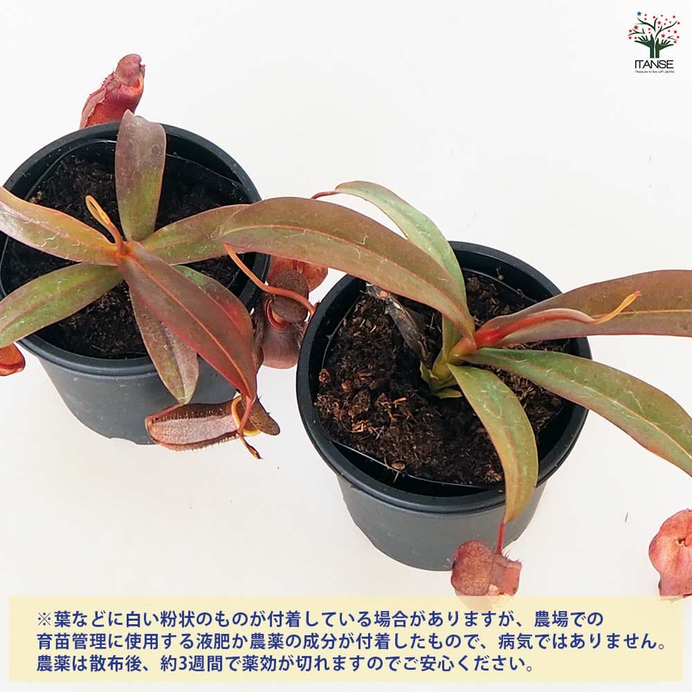 食虫植物 ウツボカズラ レッドアラタ 【観葉植物 3号／1個売り】
