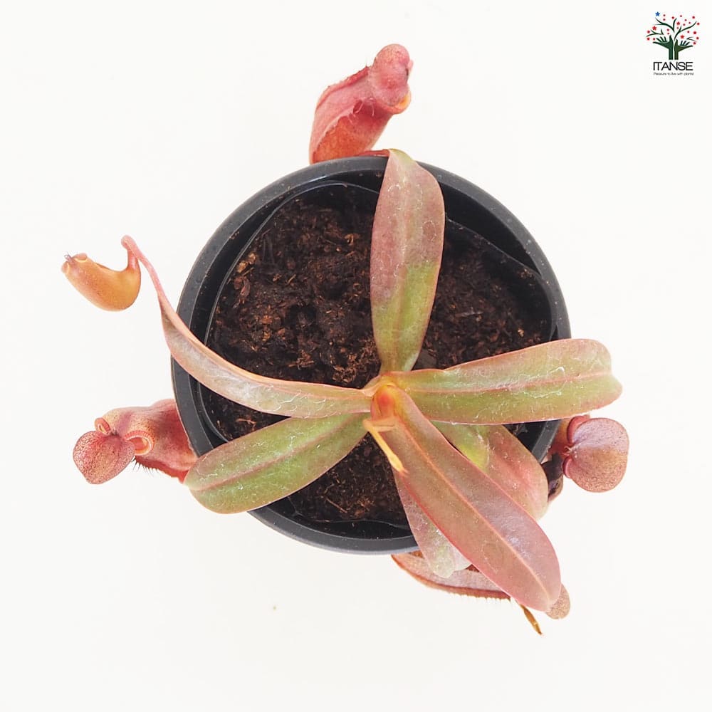 食虫植物 ウツボカズラ レッドアラタ 【観葉植物 3号／1個売り】