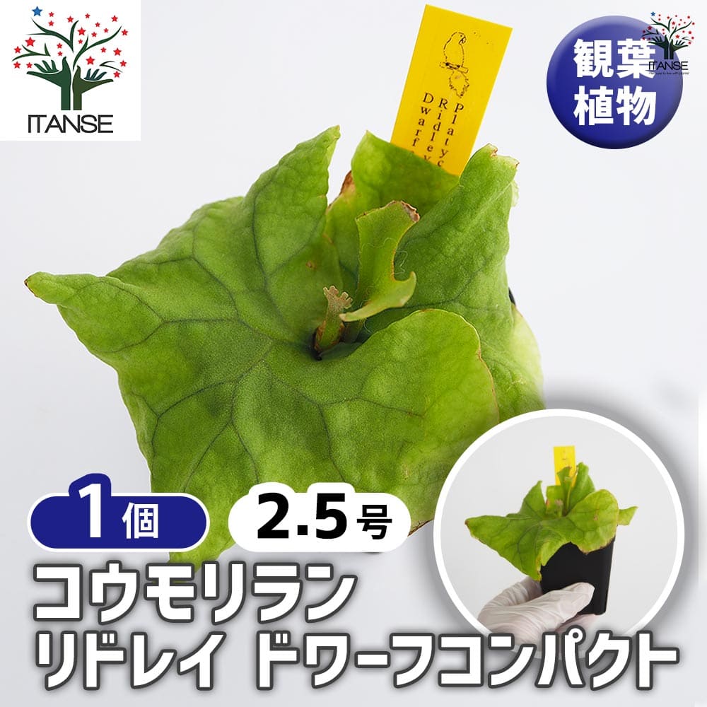コウモリラン リドレイドワーフコンパクト 【観葉植物 2.5号／1個売り