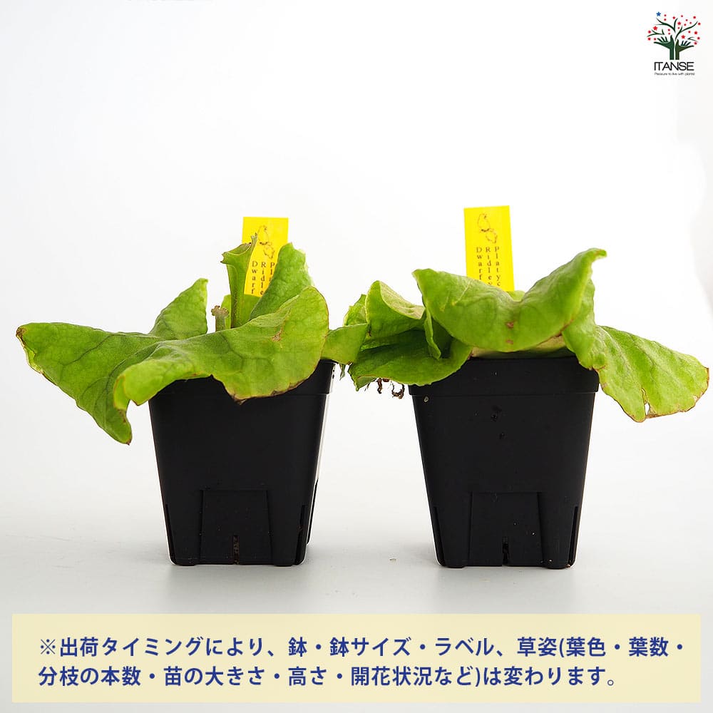 コウモリラン リドレイドワーフコンパクト 【観葉植物 2.5号／1個売り】
