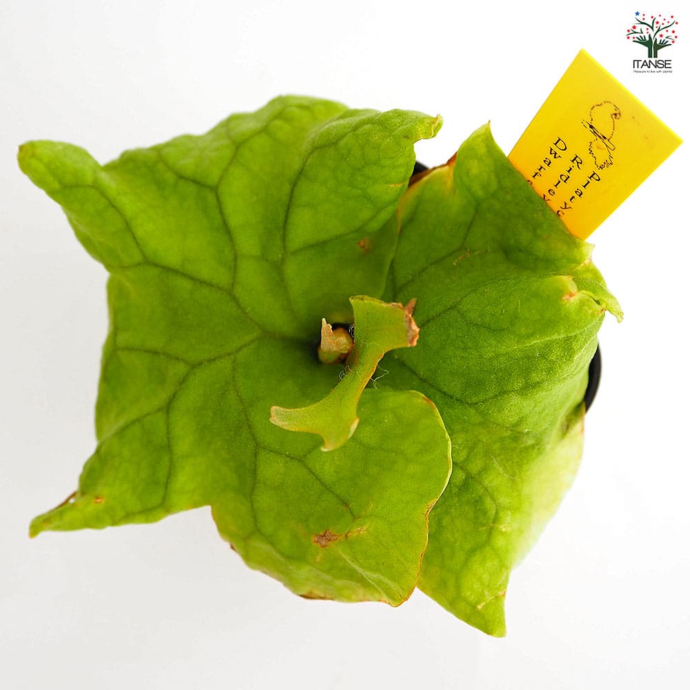 コウモリラン リドレイドワーフコンパクト 【観葉植物 2.5号／1個売り】