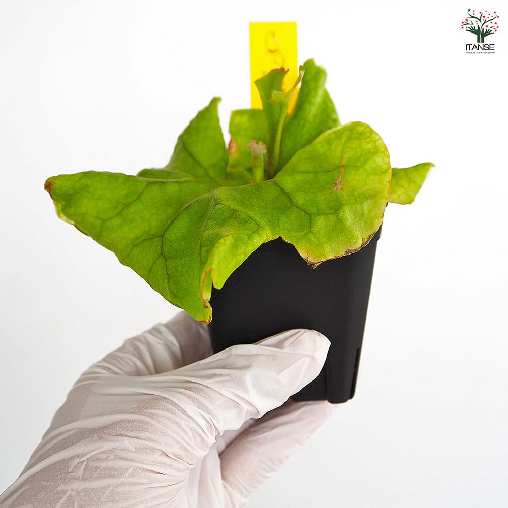 コウモリラン リドレイドワーフコンパクト 【観葉植物 2.5号／1個売り】