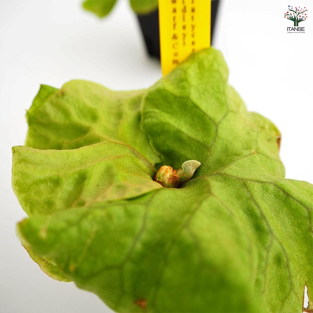 コウモリラン リドレイドワーフコンパクト 【観葉植物 2.5号／1個売り】