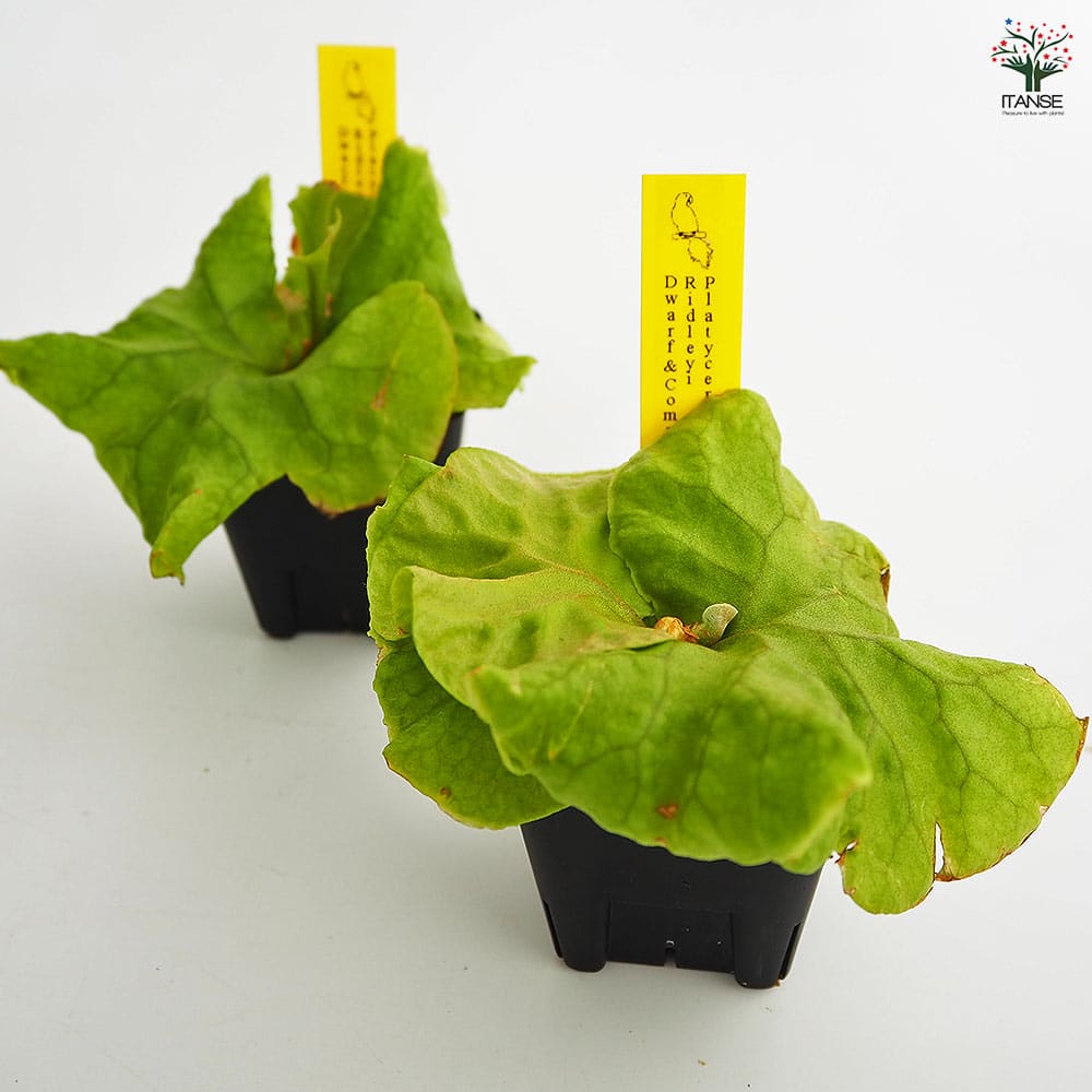 コウモリラン リドレイドワーフコンパクト 【観葉植物 2.5号／1個売り】