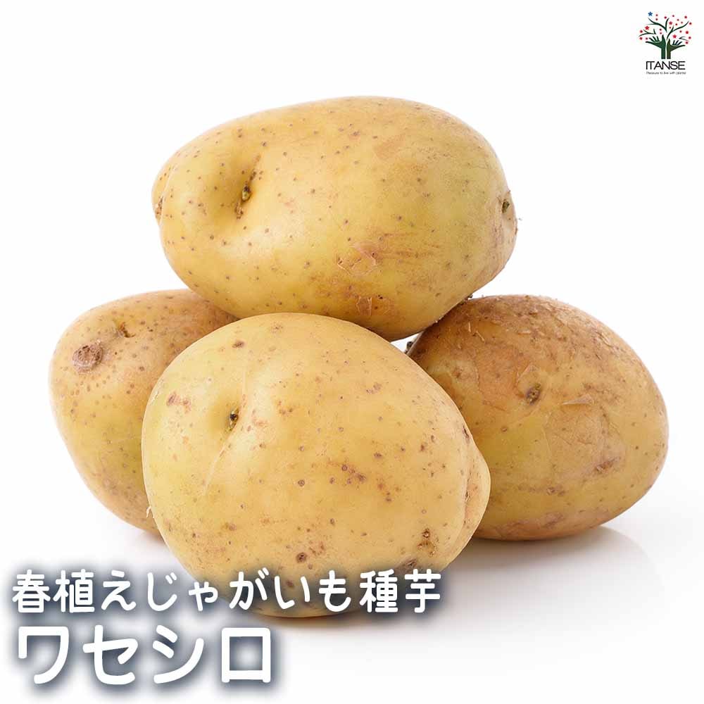 じゃがいもの種芋 ワセシロ 【野菜種芋 】｜ 【植物のITANSE