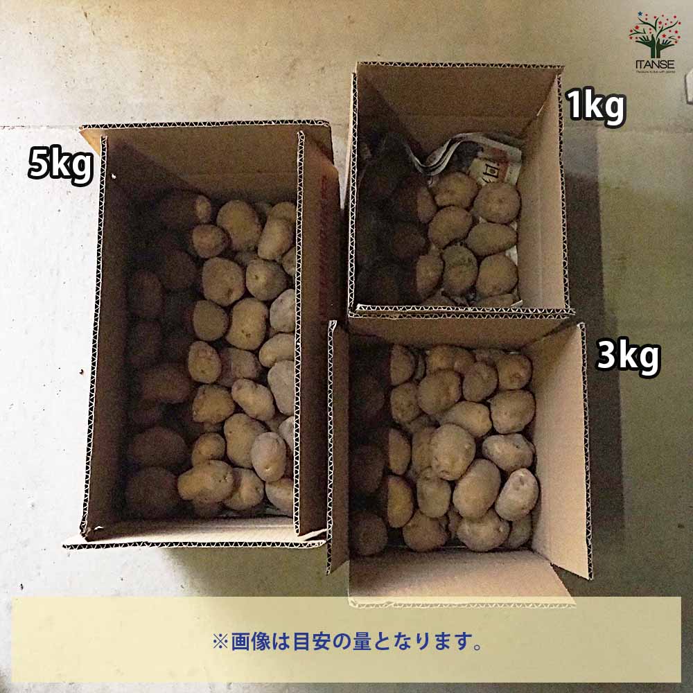 じゃがいもの種芋 ワセシロ 【野菜種芋 】｜ 【植物のITANSE