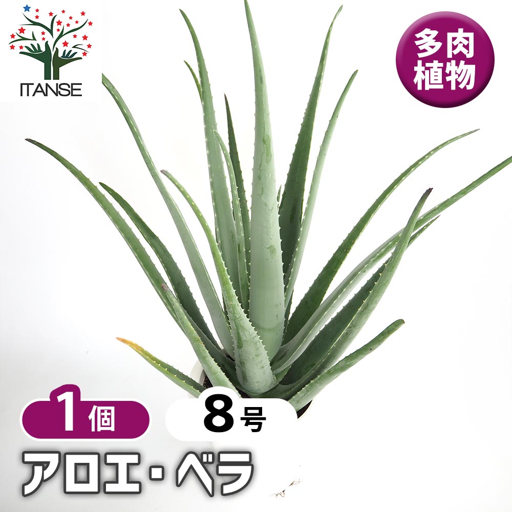 アロエ ベラ 【多肉植物 8号／1個売り】｜ 【植物のITANSE】全品