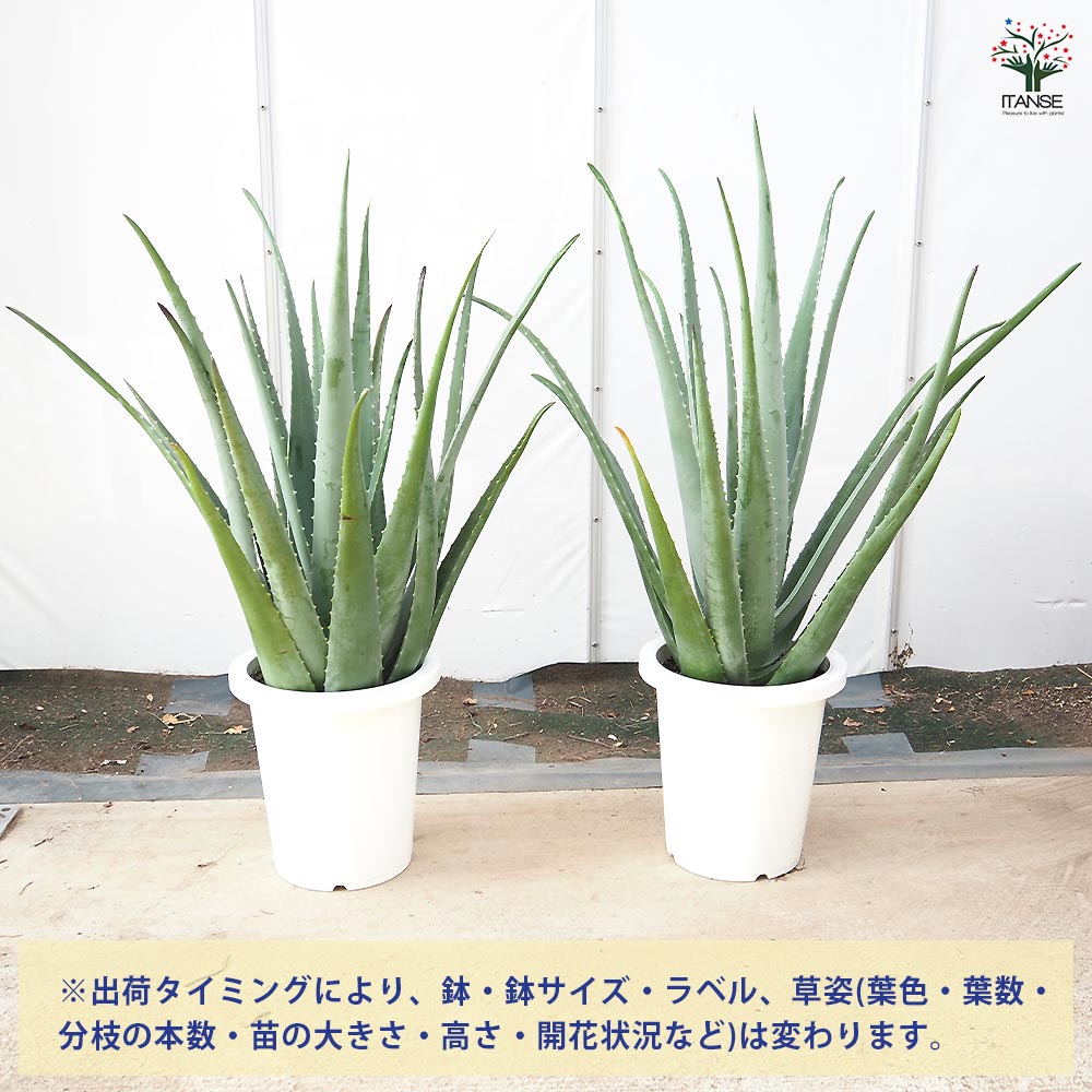 アロエ ベラ 【多肉植物 8号／1個売り】｜ 【植物のITANSE】全品