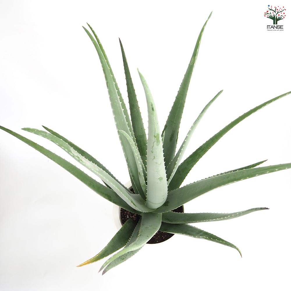 アロエ ベラ 【多肉植物 8号／1個売り】｜ 【植物のITANSE】全品