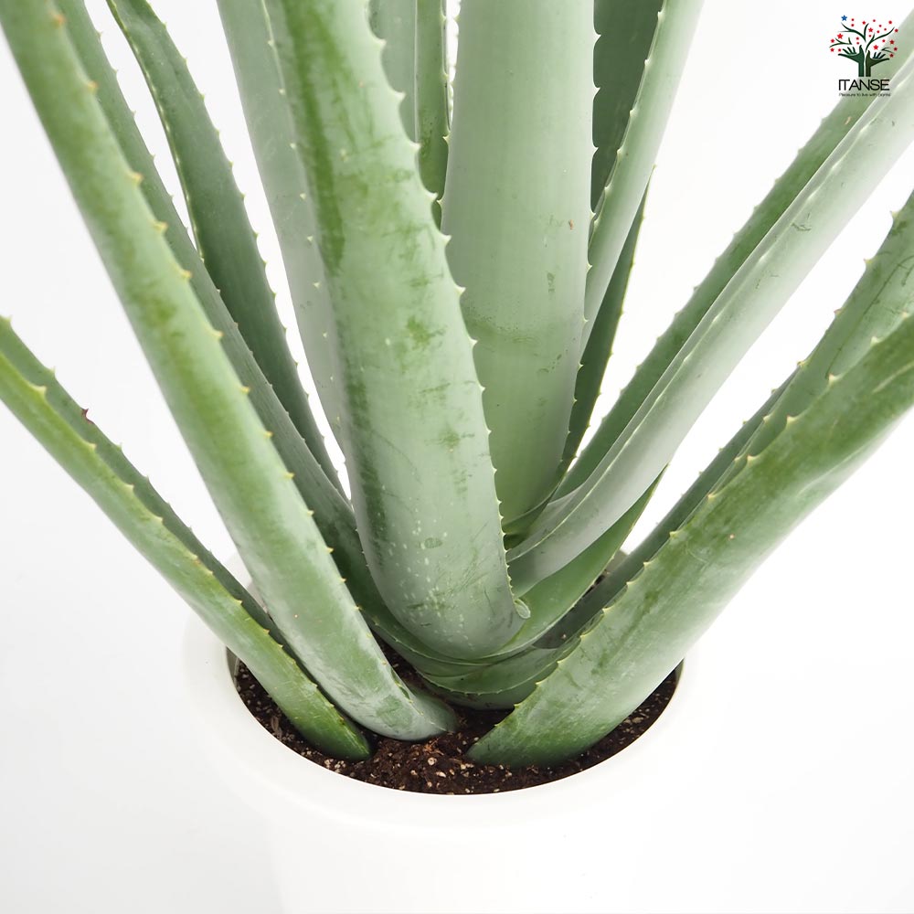 アロエ ベラ 【多肉植物 8号／1個売り】｜ 【植物のITANSE】全品