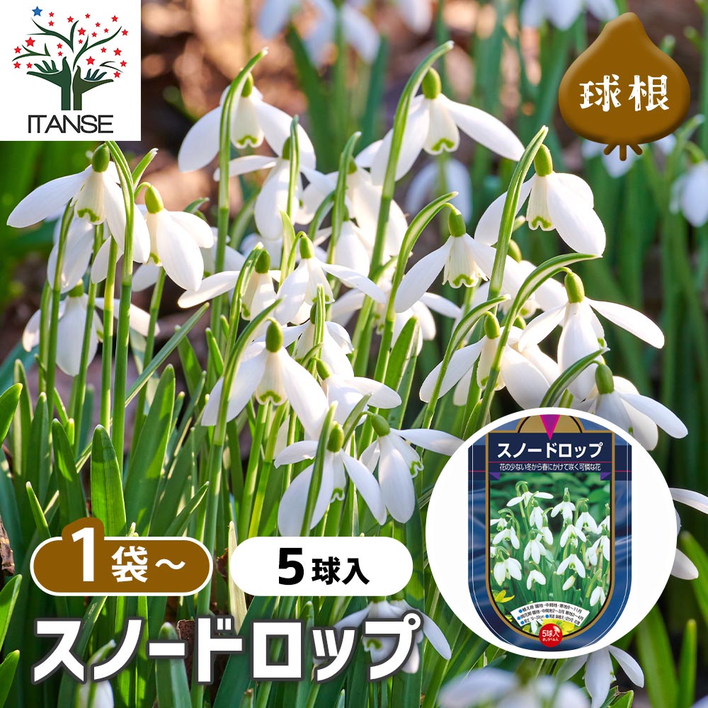 球根 スノードロップ 【花球根 5球】｜ 【植物のITANSE】全品