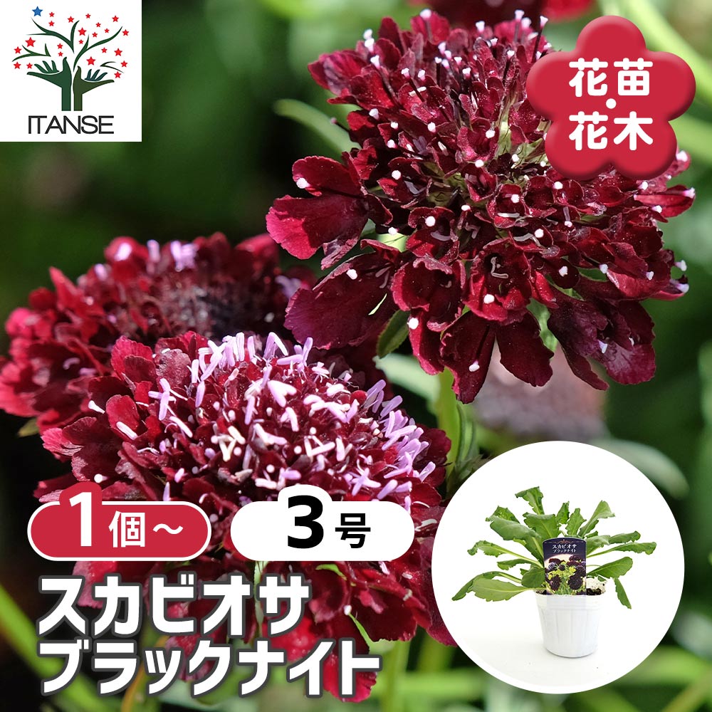 スカビオサ ブラックナイト 【花苗 3号】｜ 【植物のITANSE