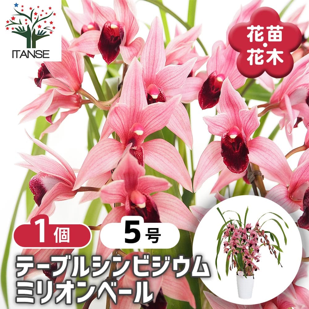 テーブルシンビジウム ミリオンベール 【花苗 5号/1個売り】