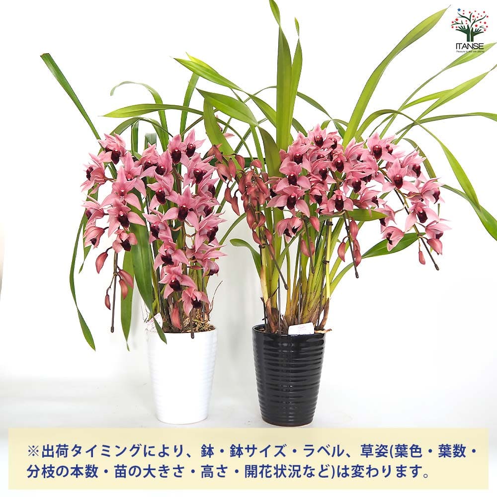 テーブルシンビジウム ミリオンベール 【花苗 5号/1個売り】