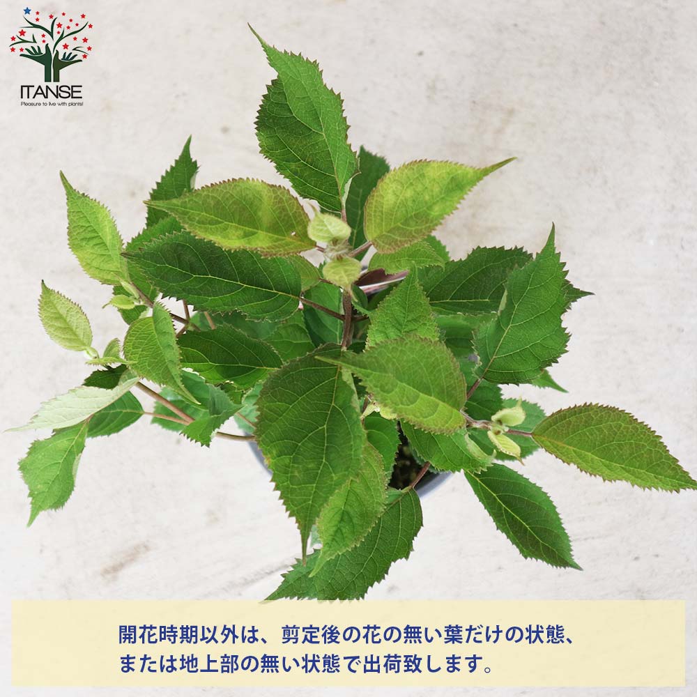 送料無料 アメリカアジサイ ルビーのアナベル アメリカノリノキ 1個売り 5号ポット 庭木 送料無料 アメリカアジサイ ルビーのアナベル アメリカノリノキ 1個売り 5号ポット 庭木