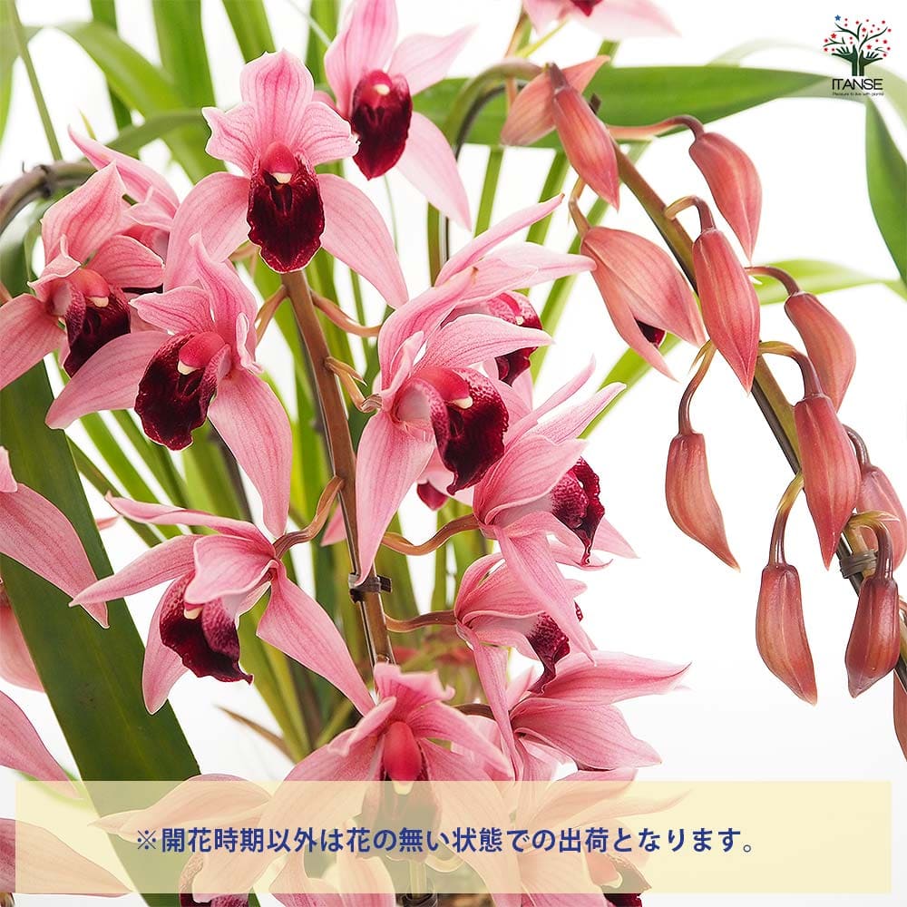 テーブルシンビジウム ミリオンベール 【花苗 5号/1個売り】