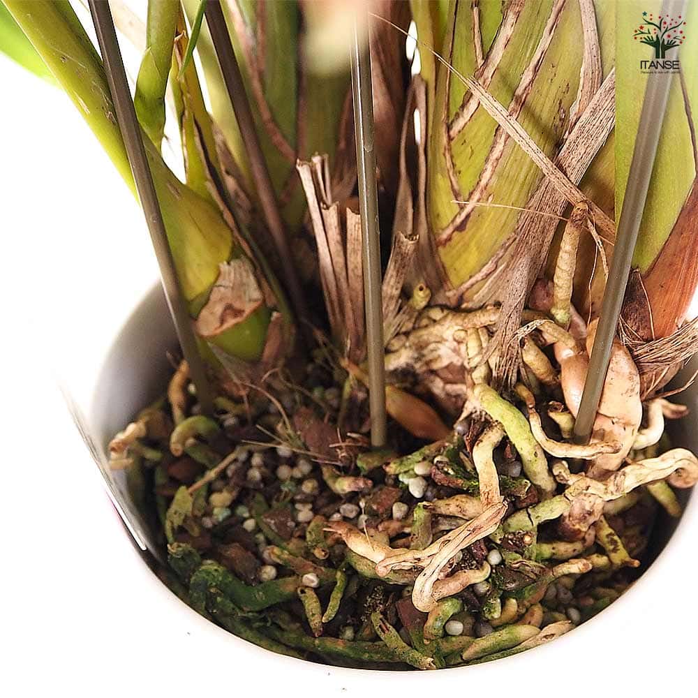 テーブルシンビジウム ミリオンベール 【花苗 5号/1個売り】