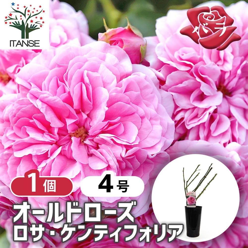 薔薇 ロサ ケンティフォリア 接木苗【花苗 4号／1個売り】｜ 【植物の