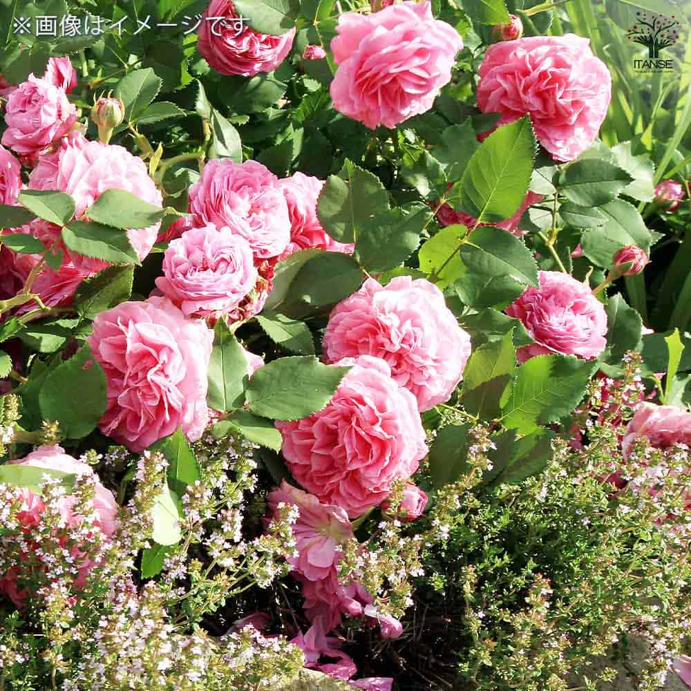 薔薇 ロサ ケンティフォリア 接木苗【花苗 4号／1個売り】｜ 【植物の