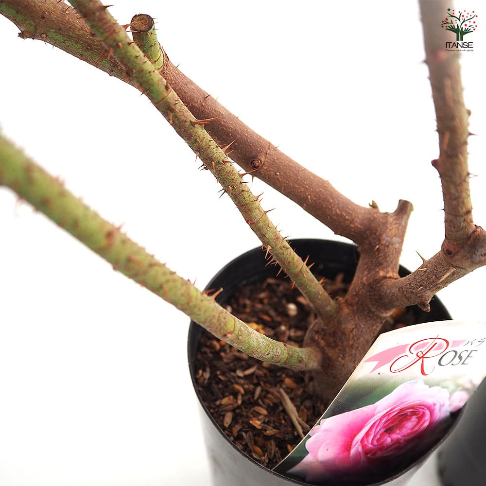 薔薇 ロサ ケンティフォリア 接木苗【花苗 4号／1個売り】｜ 【植物の