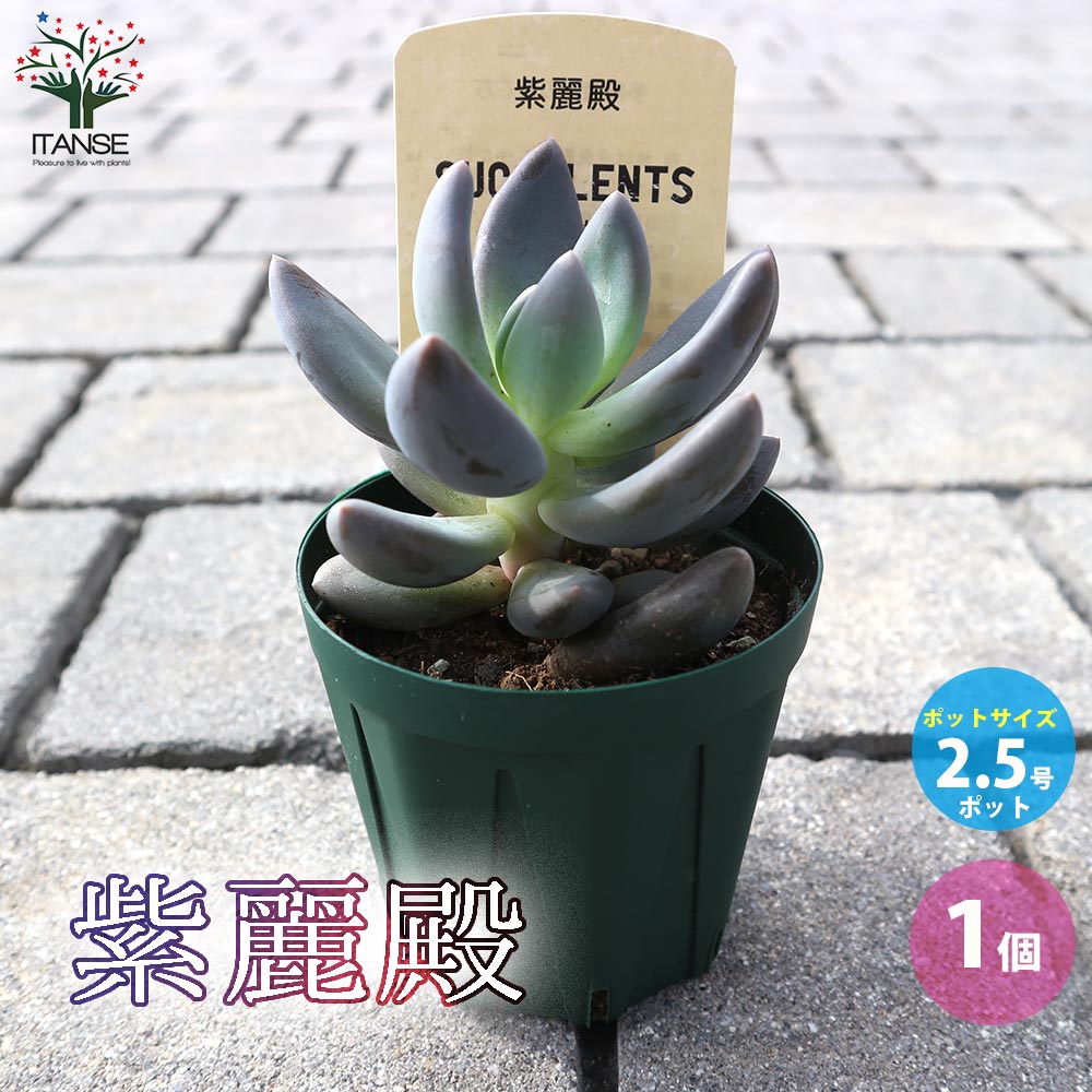 紫麗殿(しれいでん) 【多肉植物 2.5号鉢／1個売り】｜ 【植物の