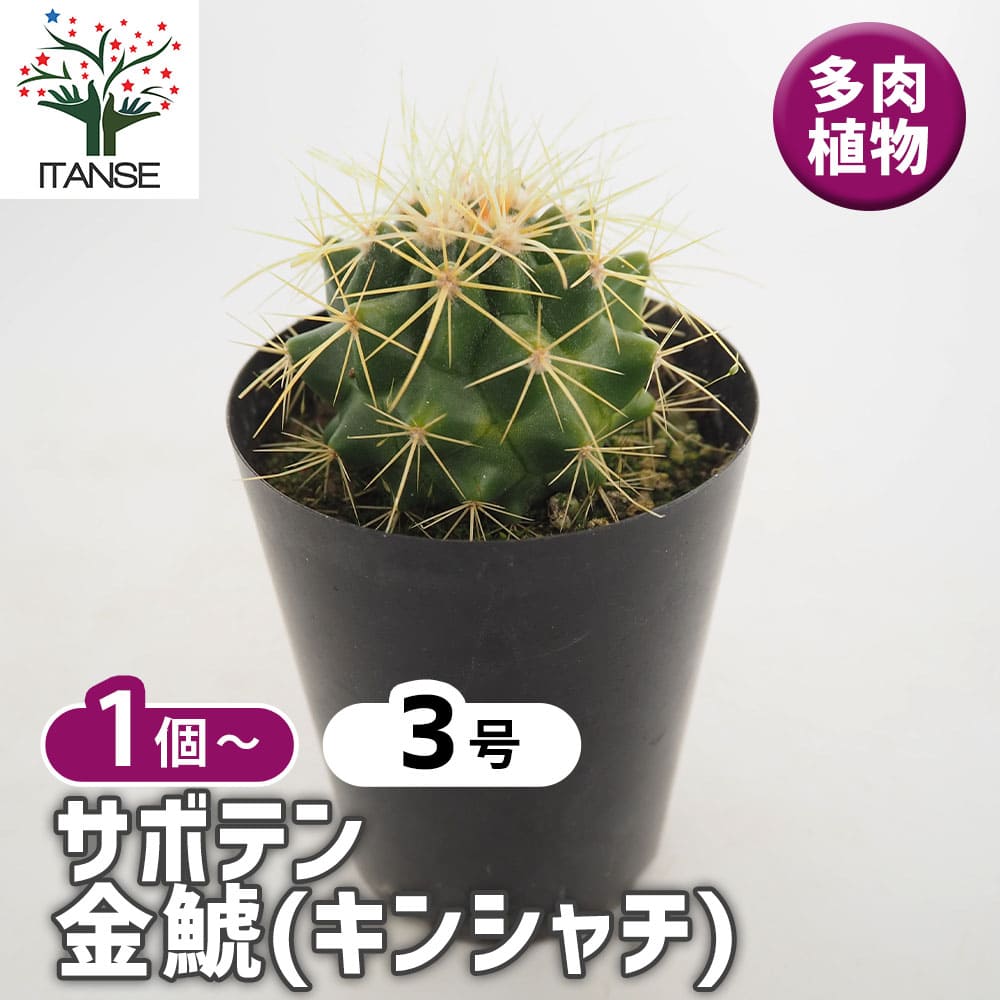 サボテン 金鯱(キンシャチ) 【多肉植物 3号】｜ 【植物のITANSE
