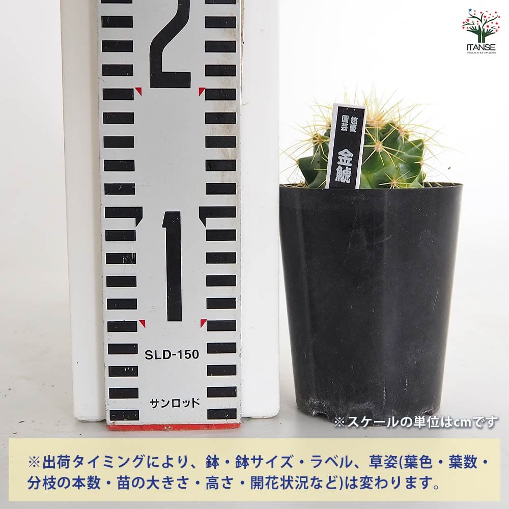 サボテン 金鯱(キンシャチ) 【多肉植物 3号】