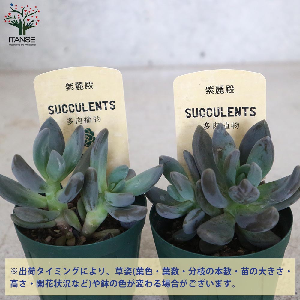 紫麗殿(しれいでん) 【多肉植物 2.5号鉢／1個売り】｜ 【植物の