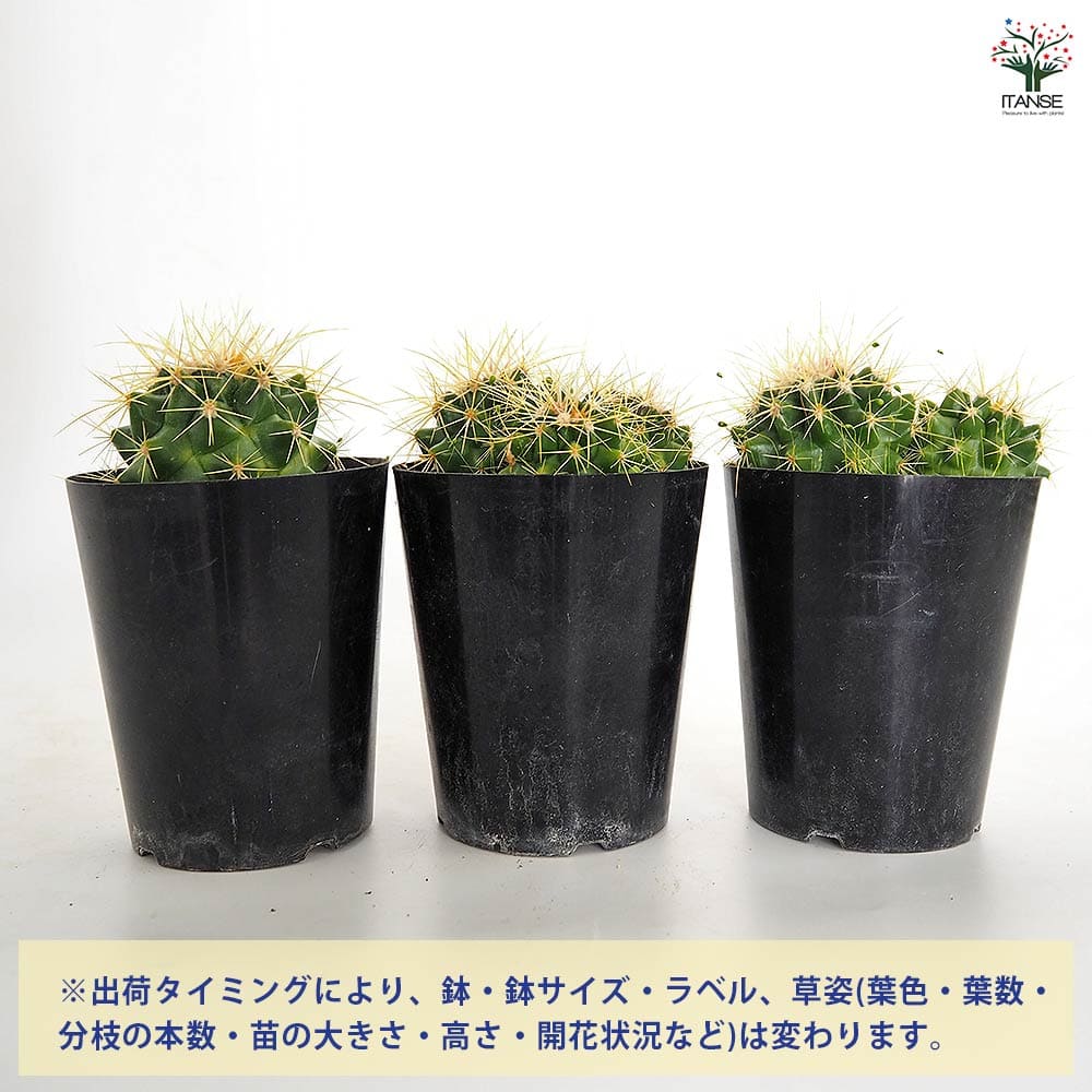 サボテン 金鯱(キンシャチ) 【多肉植物 3号】｜ 【植物のITANSE