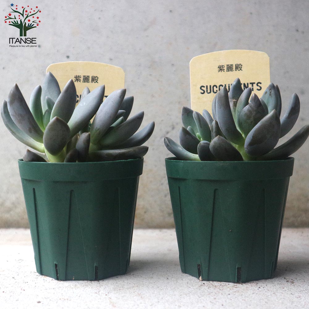 紫麗殿(しれいでん) 【多肉植物 2.5号鉢／1個売り】｜ 【植物の