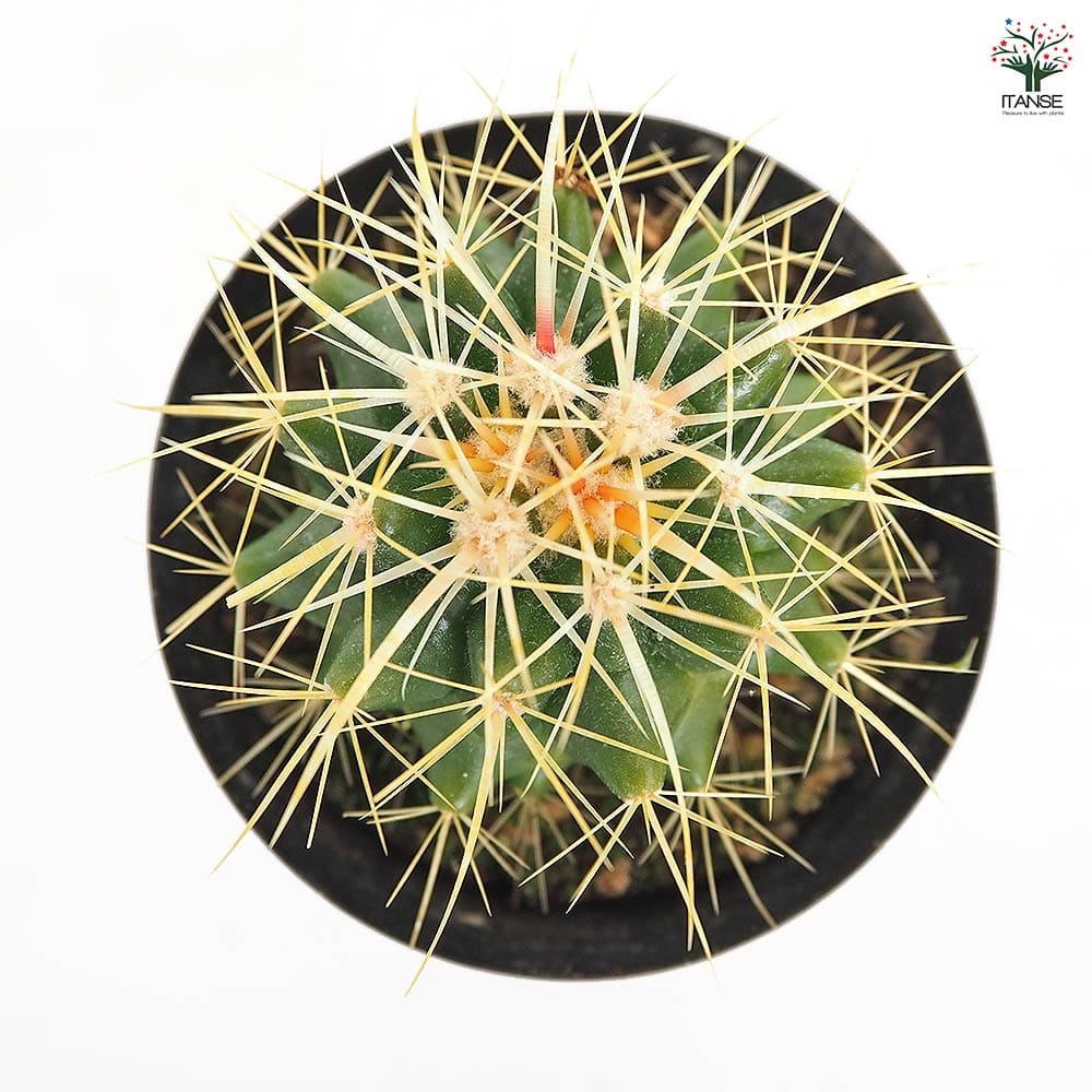 サボテン 金鯱(キンシャチ) 【多肉植物 3号】｜ 【植物のITANSE