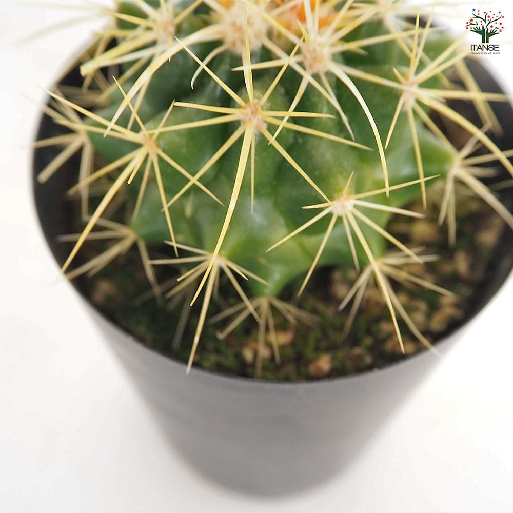 サボテン 金鯱(キンシャチ) 【多肉植物 3号】