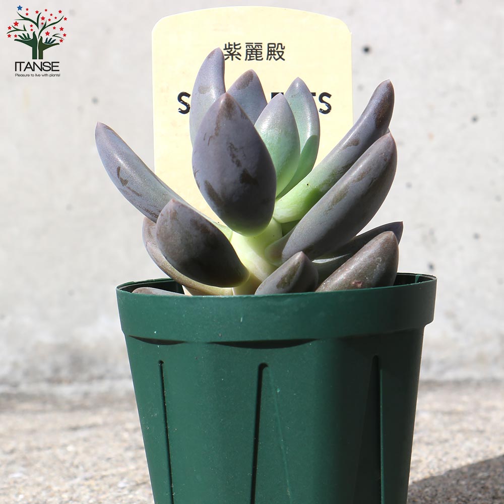 紫麗殿(しれいでん) 【多肉植物 2.5号鉢／1個売り】｜ 【植物の