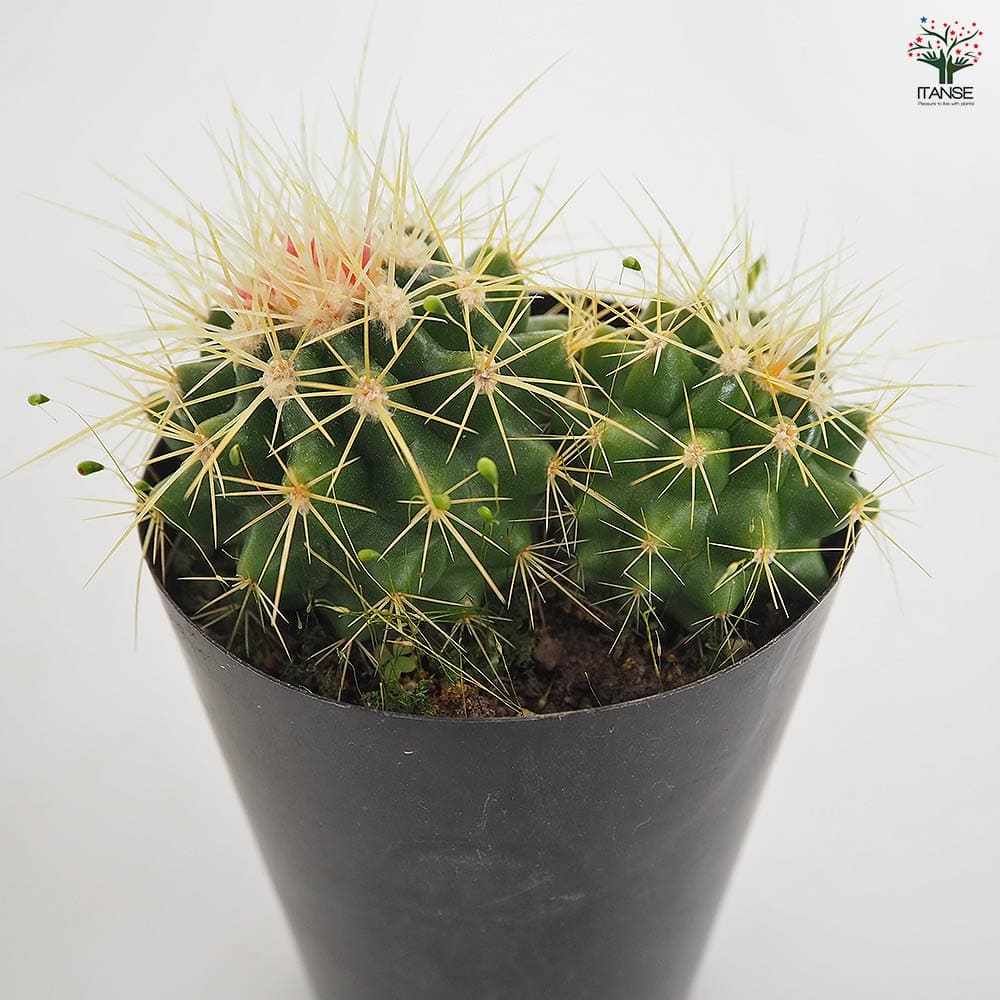 サボテン 金鯱(キンシャチ) 【多肉植物 3号】｜ 【植物のITANSE