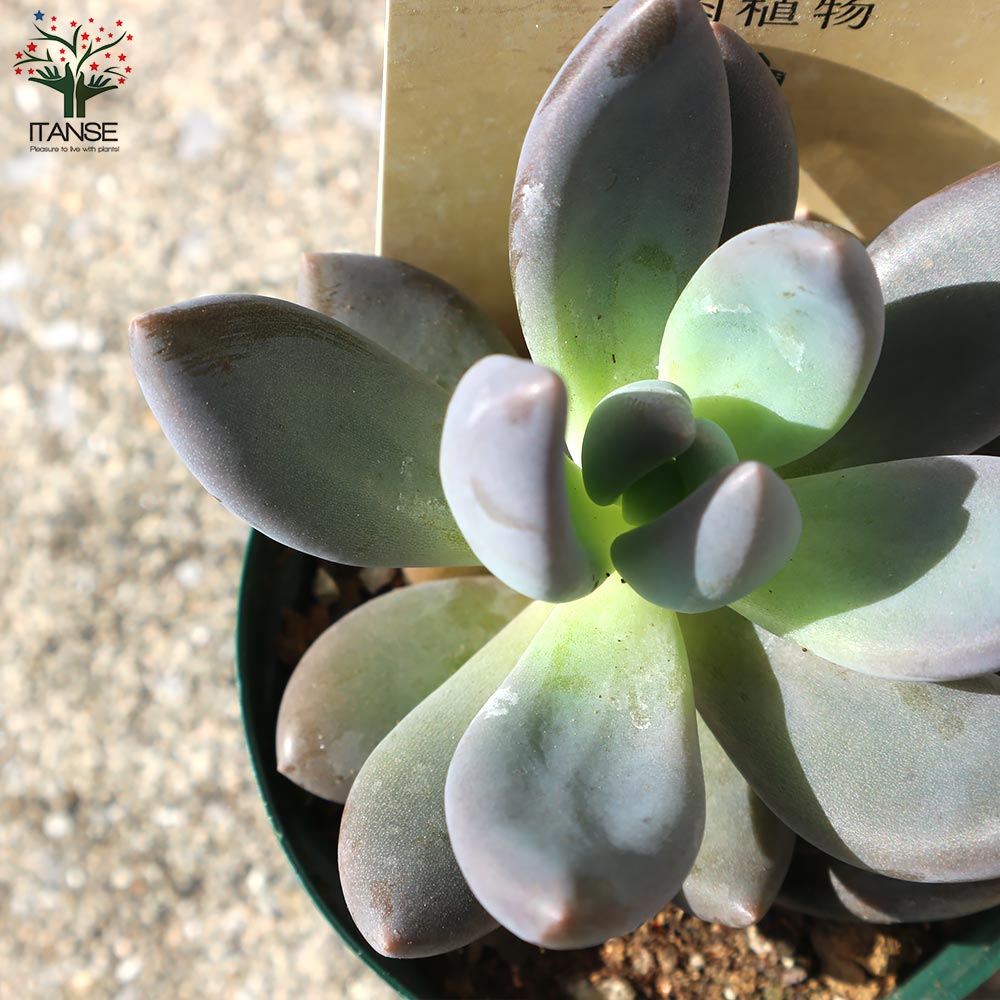 多肉植物 寄せ植え 紫と緑のグラデーション*8 多肉植物 寄せ植え 紫と緑のグラデーション*8 多肉植物の秋💕