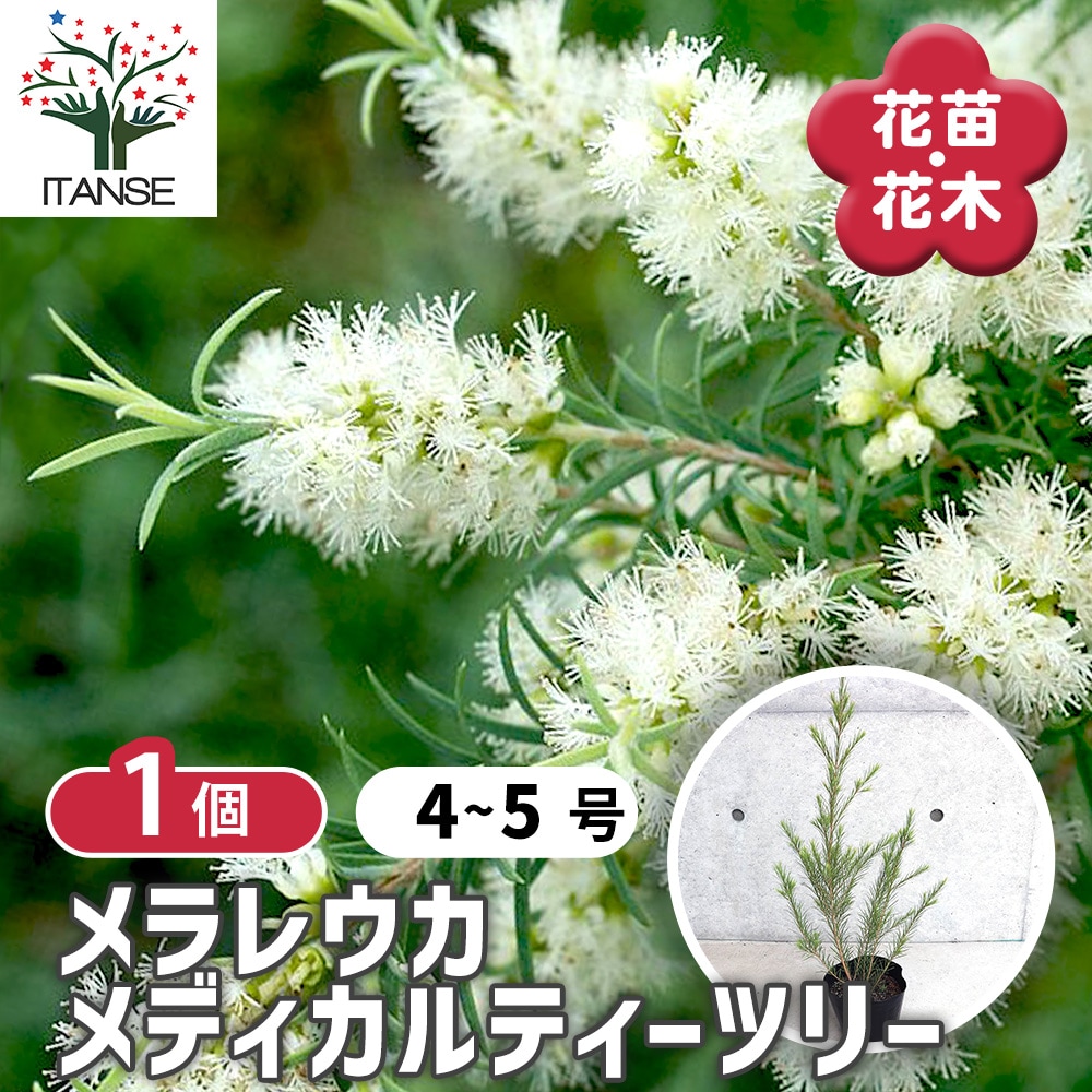 メラレウカ メディカルティーツリー【庭木 4～5号／1個売り】｜ 【植物