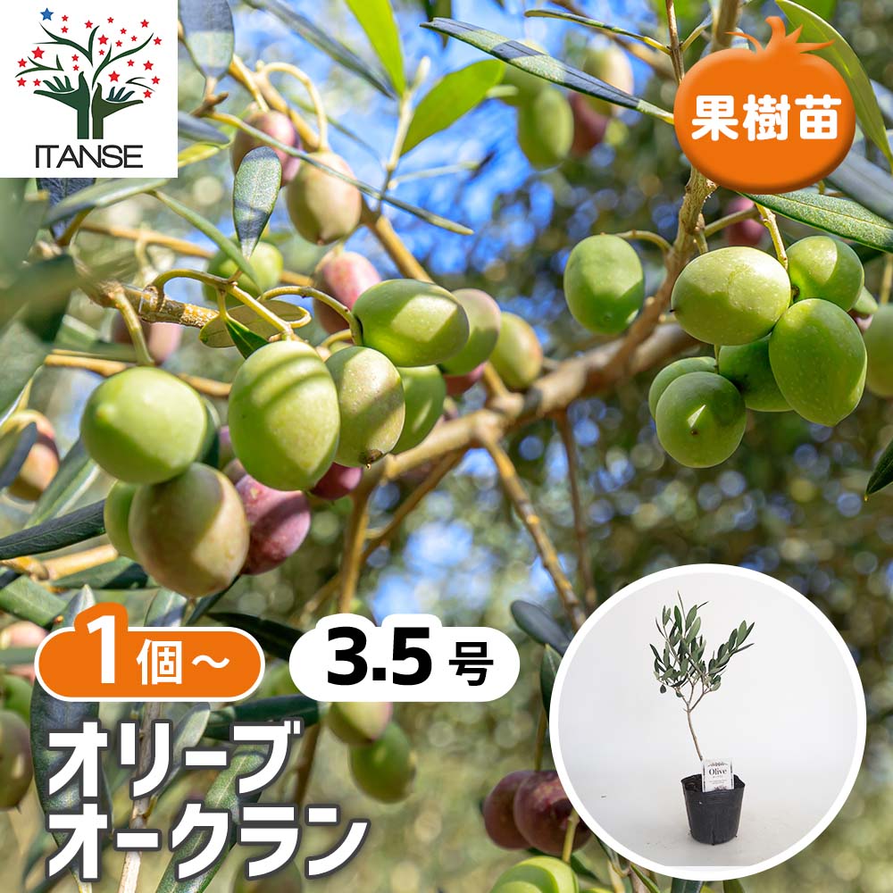 オリーブ オークラン 【果樹の苗 3.5号】｜ 【植物のITANSE