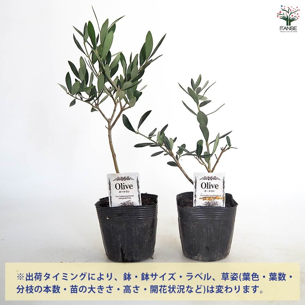 オリーブ オークラン 【果樹の苗 3.5号】｜ 【植物のITANSE