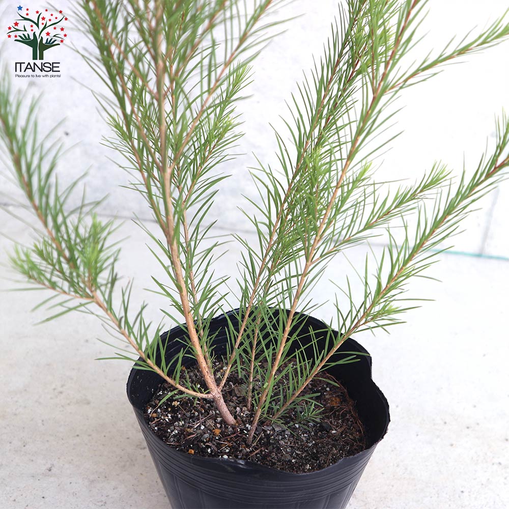 メラレウカ メディカルティーツリー【庭木 4～4.5号／1個売り