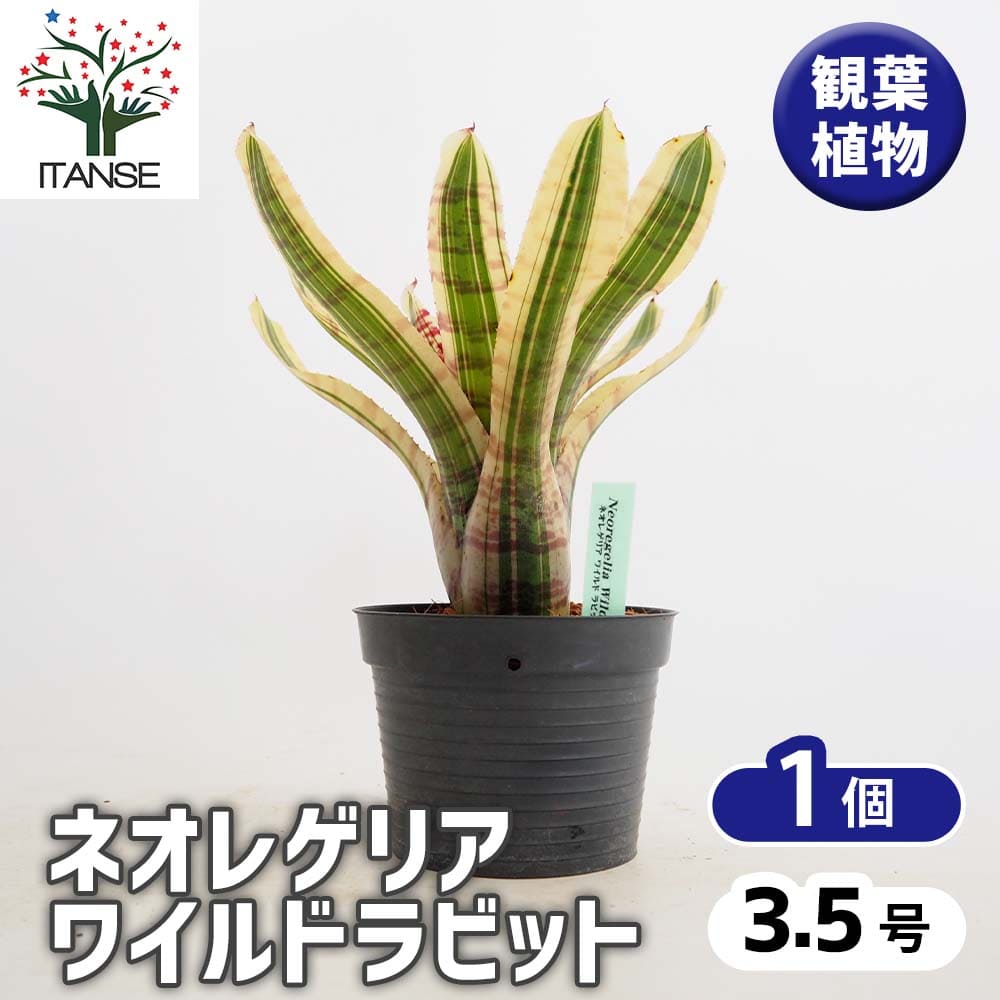 ネオレゲリア ワイルドラビット 【観葉植物 3.5号／1個売り】｜ 【植物
