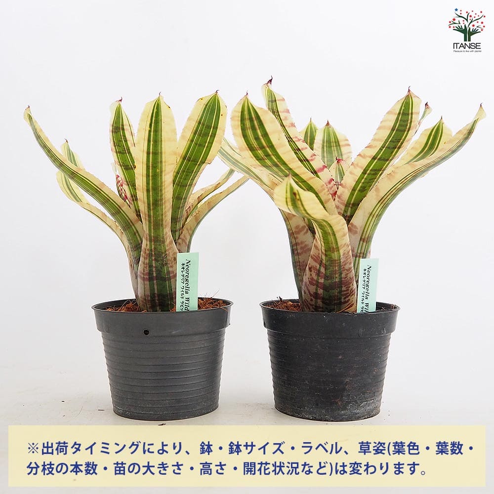 ネオレゲリア ワイルドラビット 【観葉植物 3.5号／1個売り】｜ 【植物