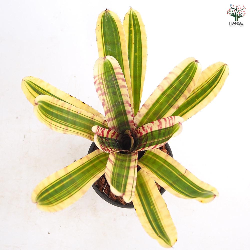 ネオレゲリア ワイルドラビット 【観葉植物 3.5号／1個売り】｜ 【植物