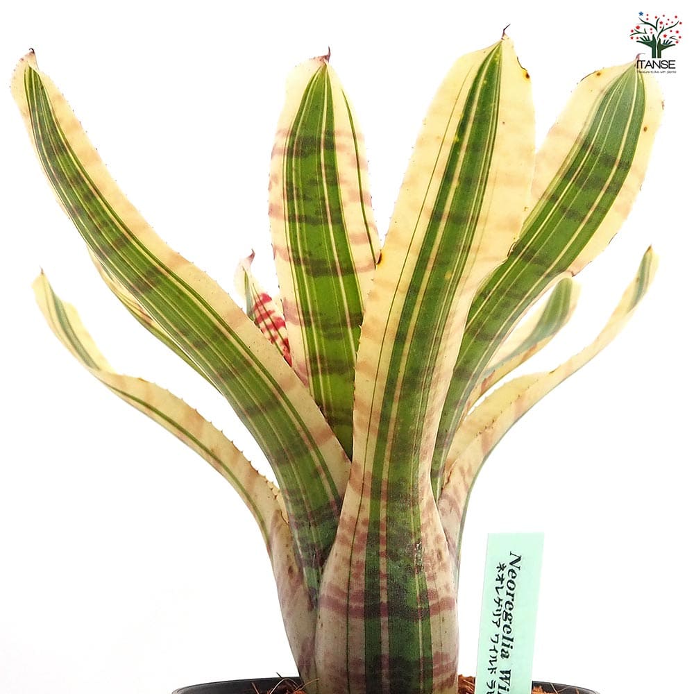 ネオレゲリア ワイルドラビット 【観葉植物 3.5号／1個売り】｜ 【植物