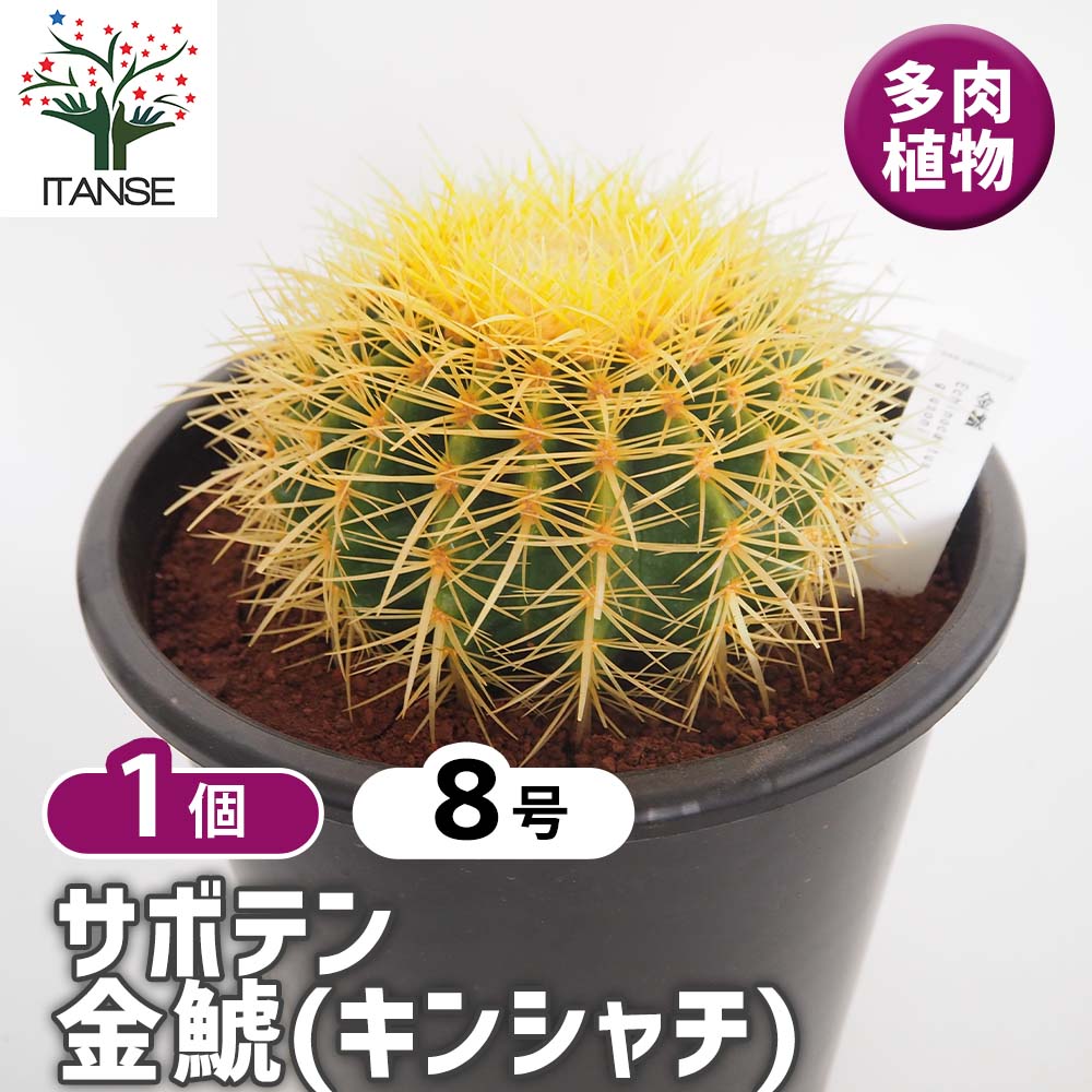 金鯱　8号 サボテン 金鯱(キンシャチ) 【多肉植物 8号／1個売り】｜ 【植物の