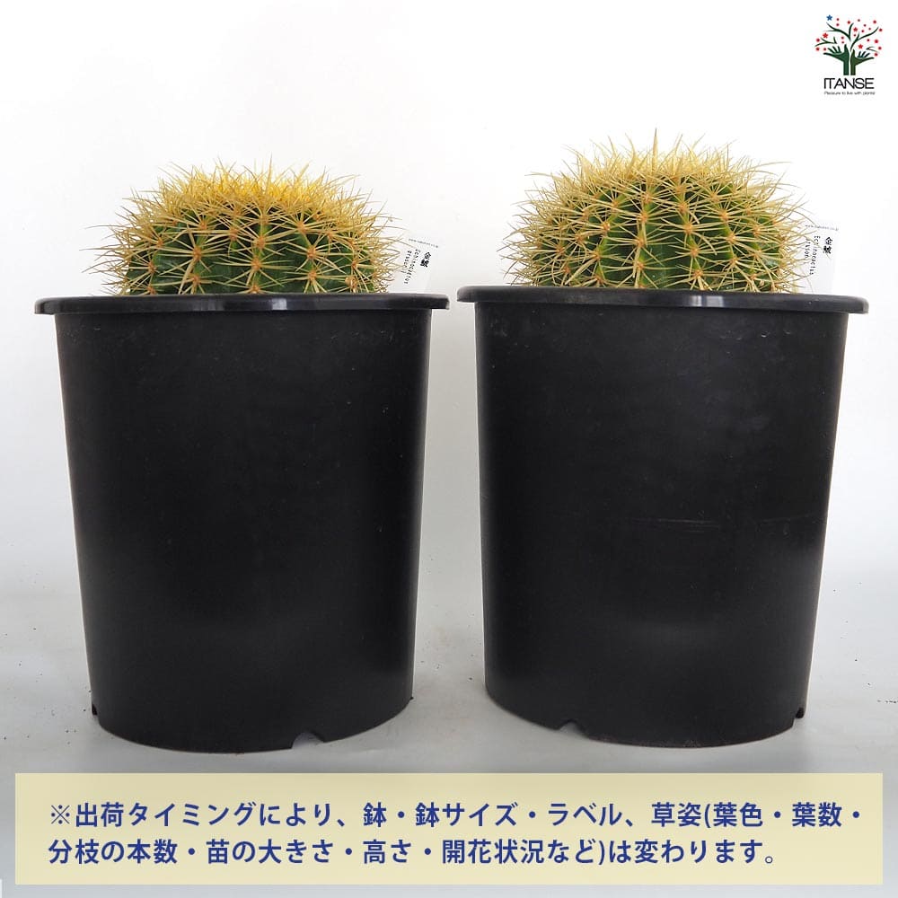 サボテン 金鯱(キンシャチ) 【多肉植物 8号／1個売り】｜ 【植物の