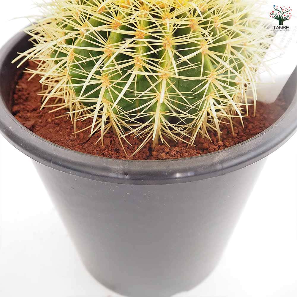 サボテン 金鯱(キンシャチ) 【多肉植物 8号／1個売り】｜ 【植物の