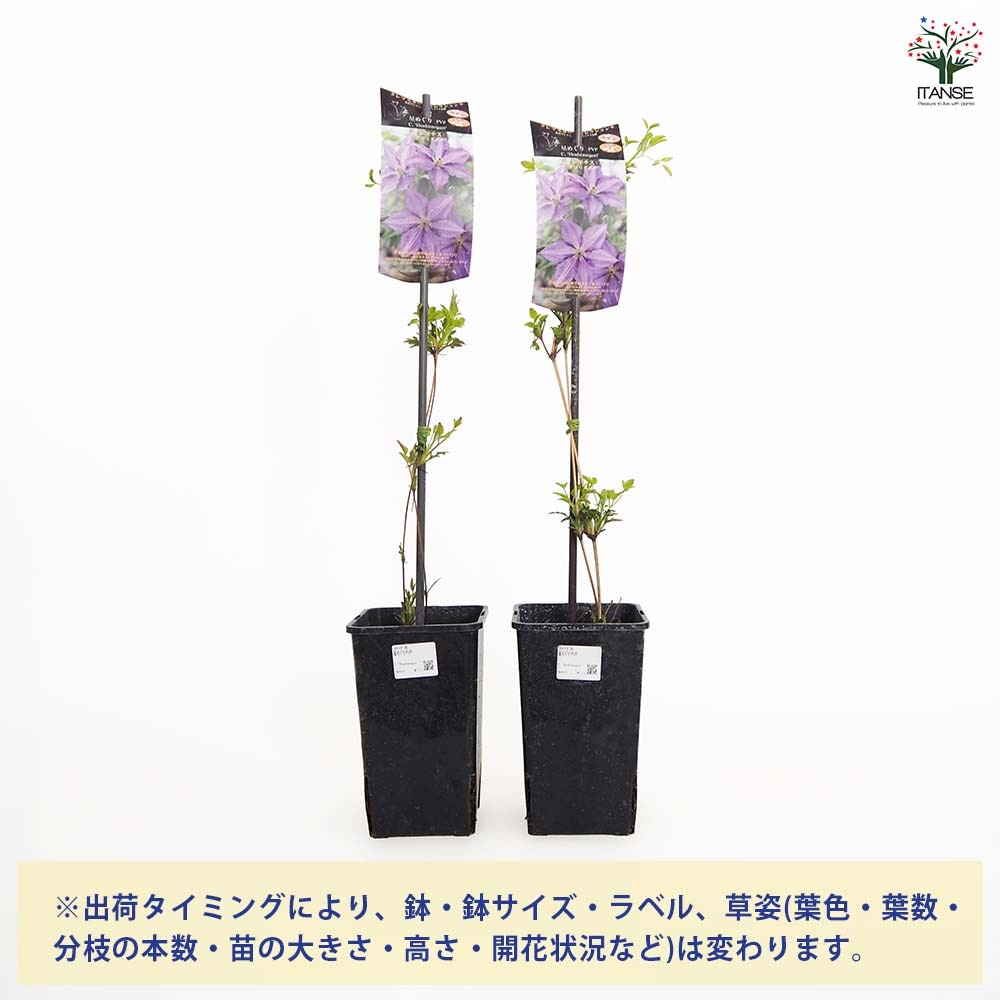 クレマチス 星めぐり 【花苗 4号／1個売り】｜ 【植物のITANSE