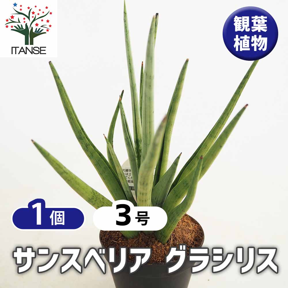 サンスベリア グラシリス 【観葉植物 3号／1個売り】｜ 【植物の