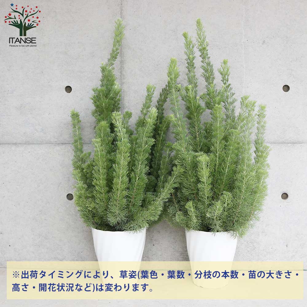 アデナンサス ウーリーブッシュ 2株セット 【公式通販】