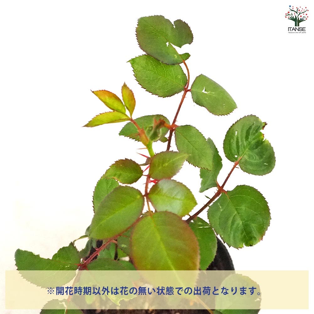 薔薇 ニコル(ニコール) 接木 【花木苗 4号／1個売り】｜ 【植物の